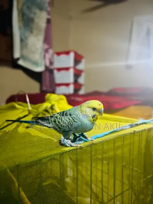 Bird Sell