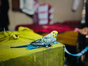 Bird Sell