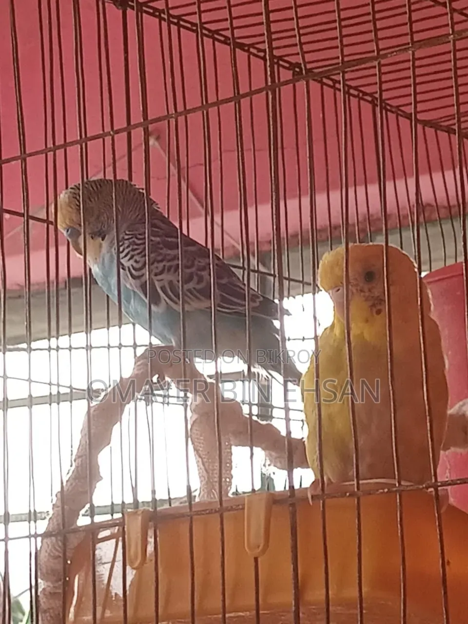 Budgerigar Budgie One Pair Male
