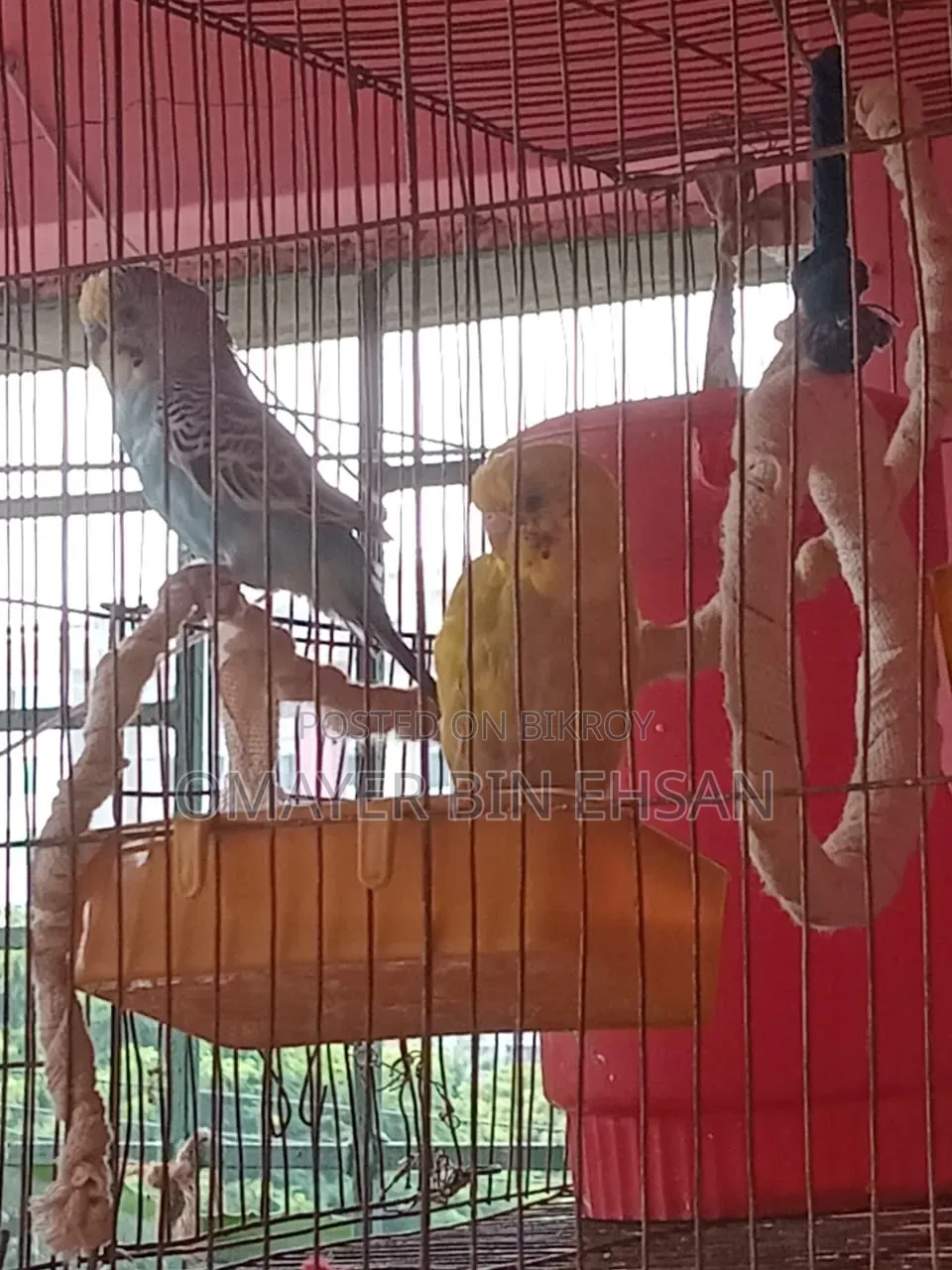 Budgerigar Budgie One Pair Male