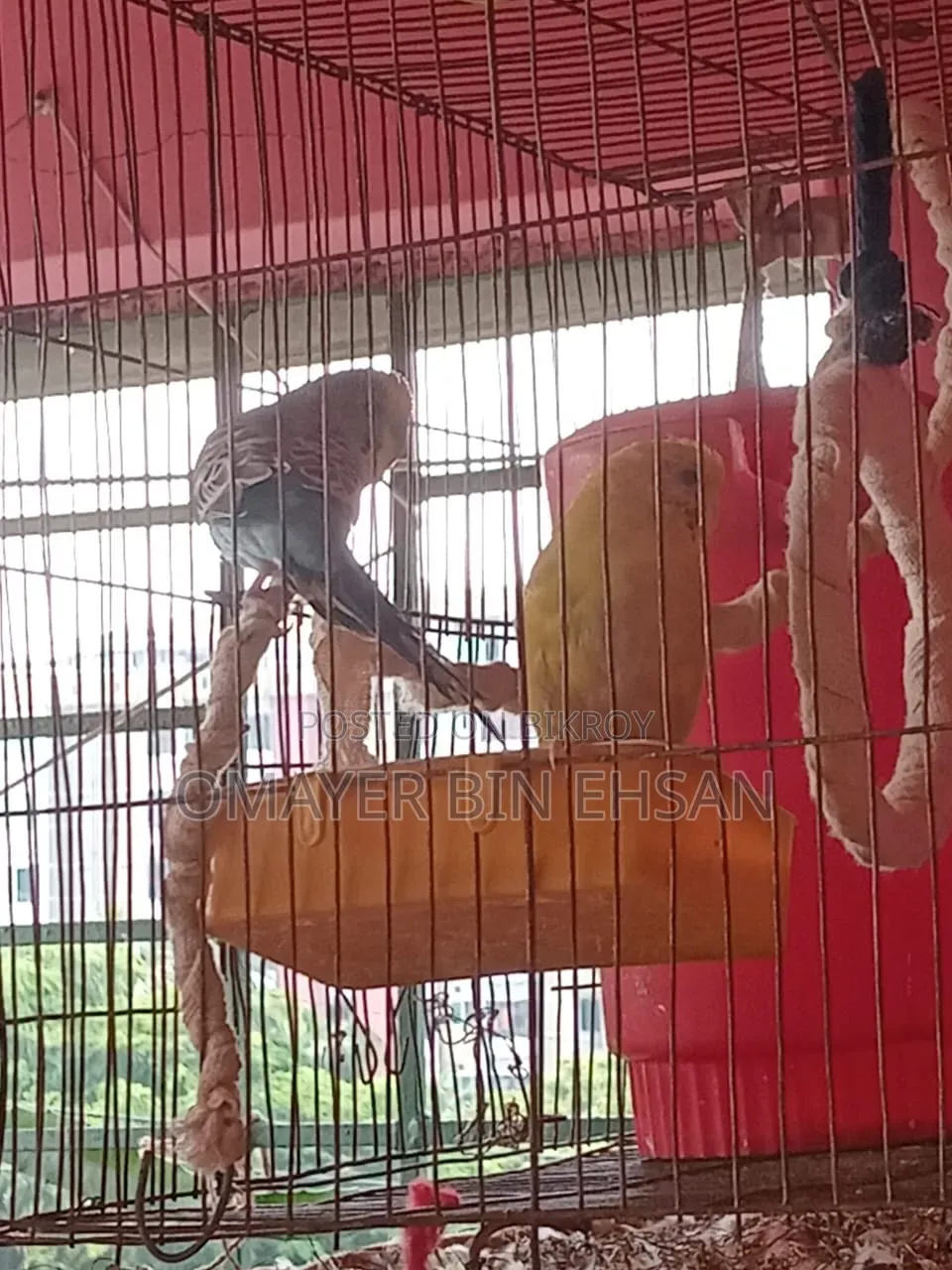 Budgerigar Budgie One Pair Male