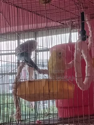 Budgerigar Budgie One Pair Male