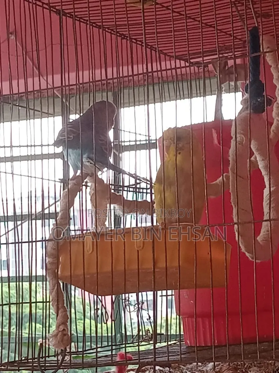 Budgerigar Budgie One Pair Male