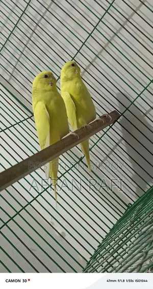 বাজিগর পাখি