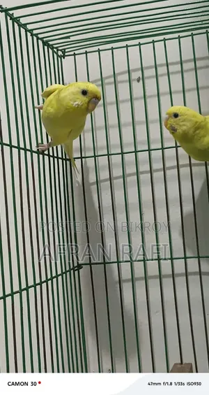 বাজিগর পাখি