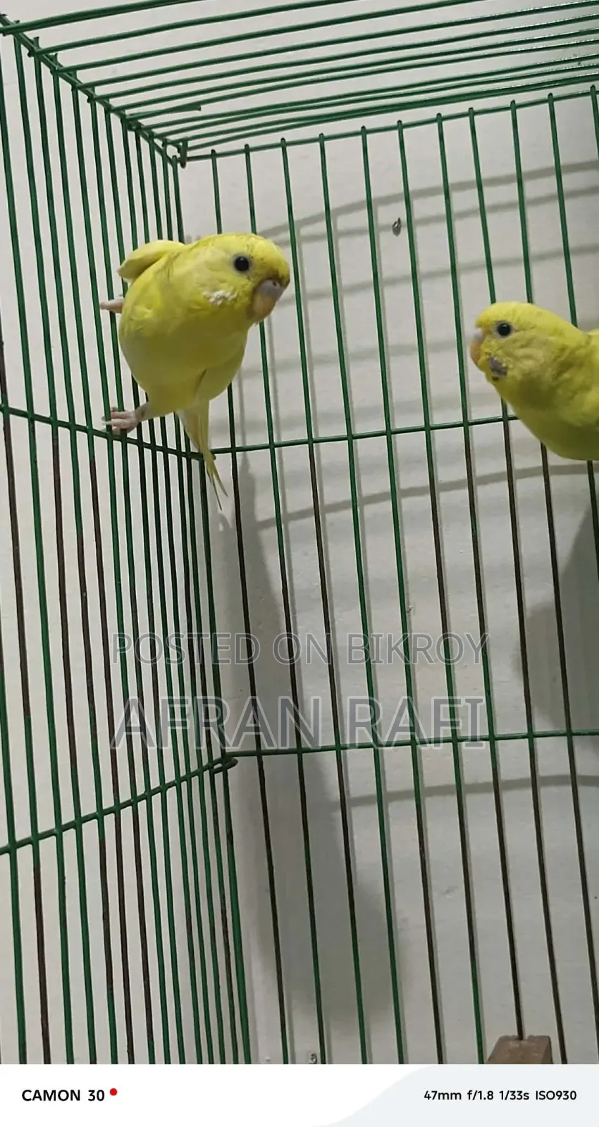 বাজিগর পাখি