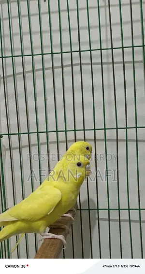 বাজিগর পাখি