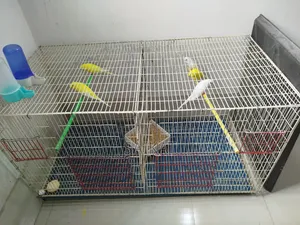 বড় খাঁচাসহ ৫টি বাজরিগার পাখি (হাঁড়ি, খাবার, পট ও ওষুধ সহ ফুল সেটআপ)