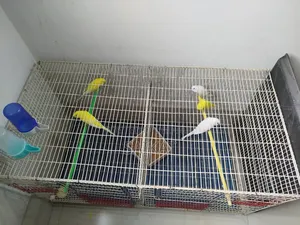 বড় খাঁচাসহ ৫টি বাজরিগার পাখি (হাঁড়ি, খাবার, পট ও ওষুধ সহ ফুল সেটআপ)