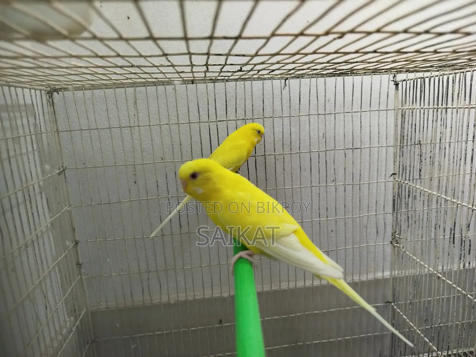 বড় খাঁচাসহ ৫টি বাজরিগার পাখি (হাঁড়ি, খাবার, পট ও ওষুধ সহ ফুল সেটআপ)