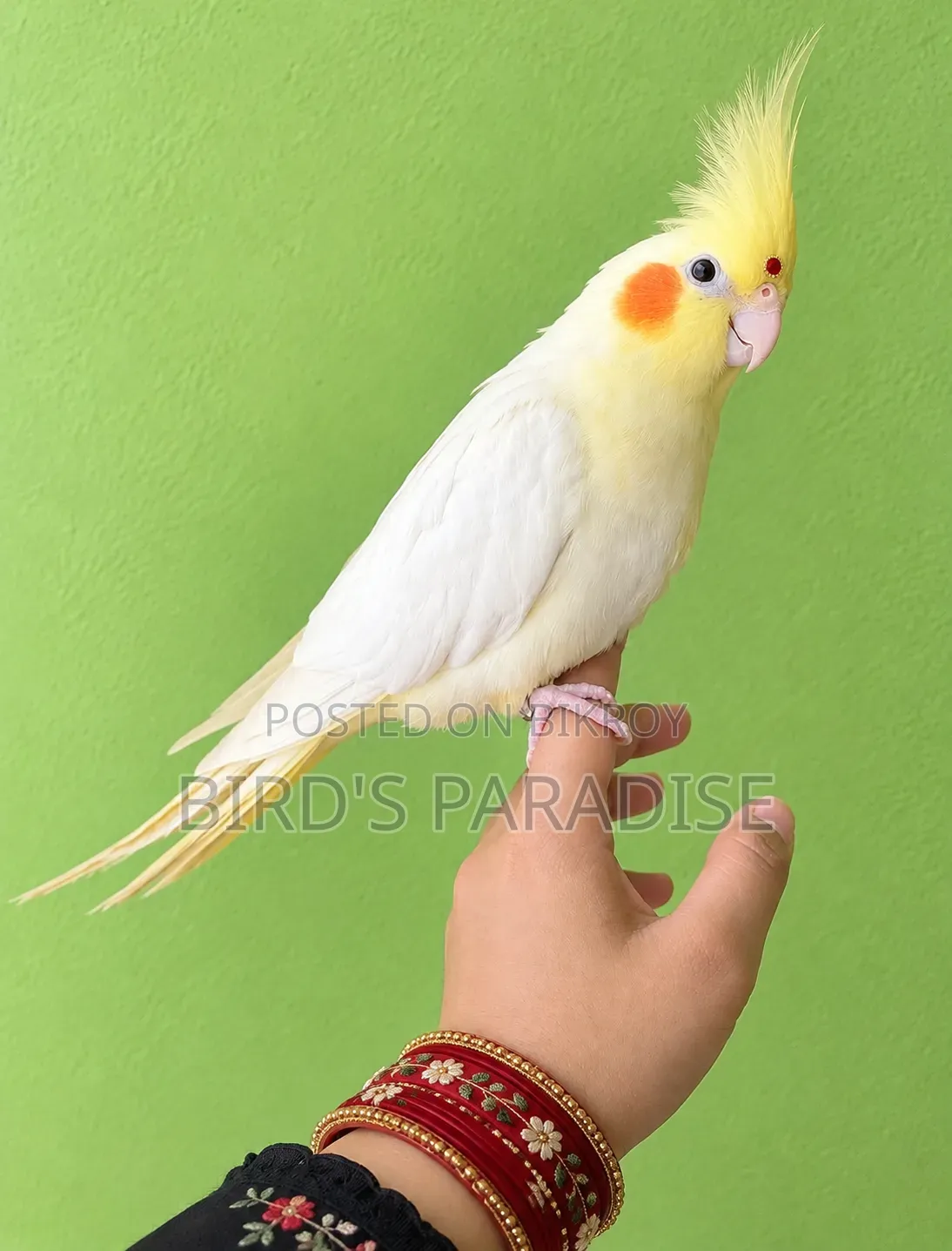 খাবারের উপযোগী পোষা পাখি বিক্রি