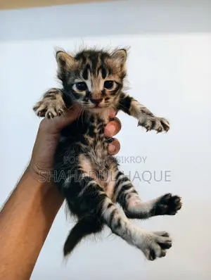 1-3 months Male Purebred Bengal