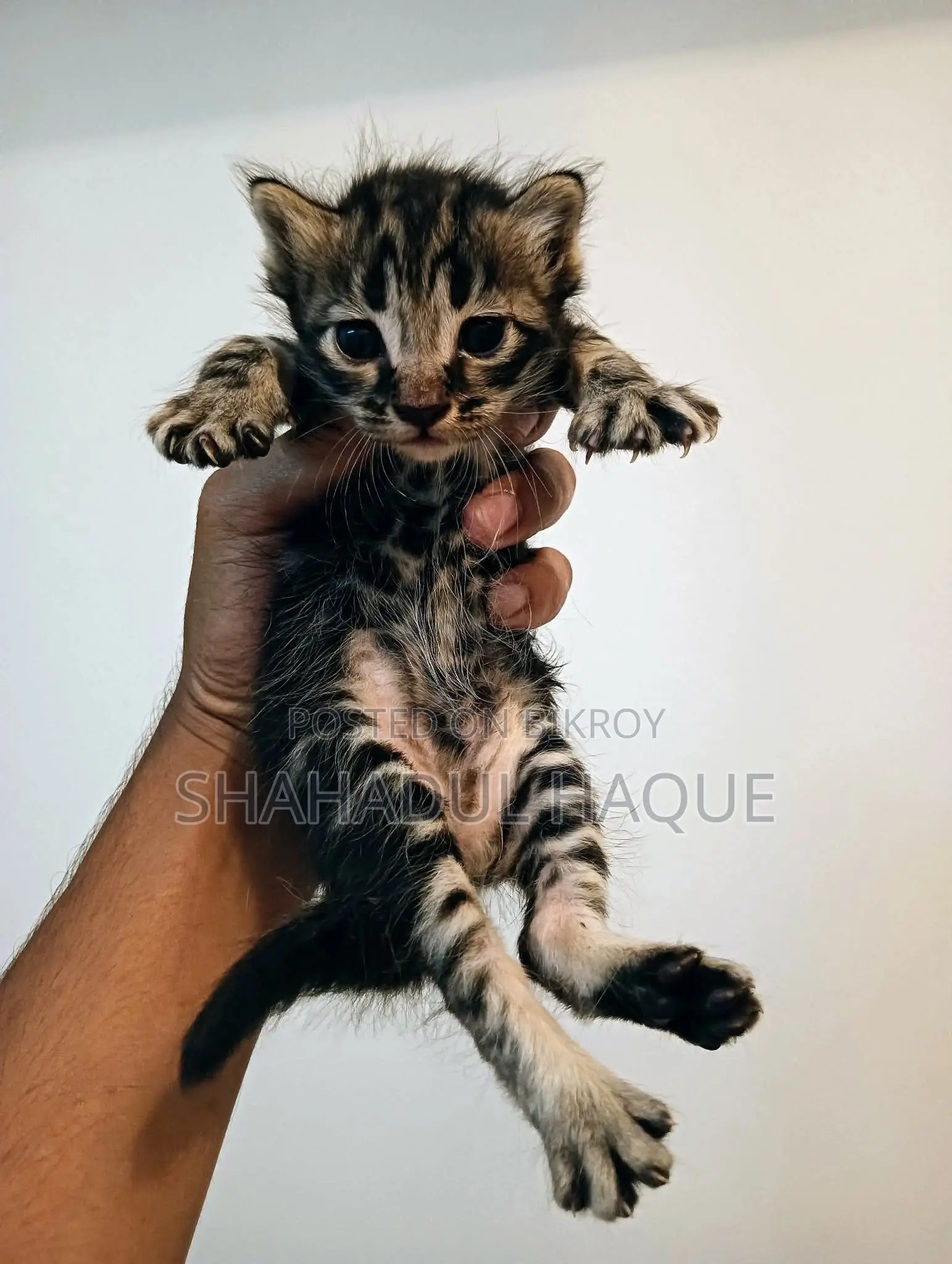 1-3 months Male Purebred Bengal