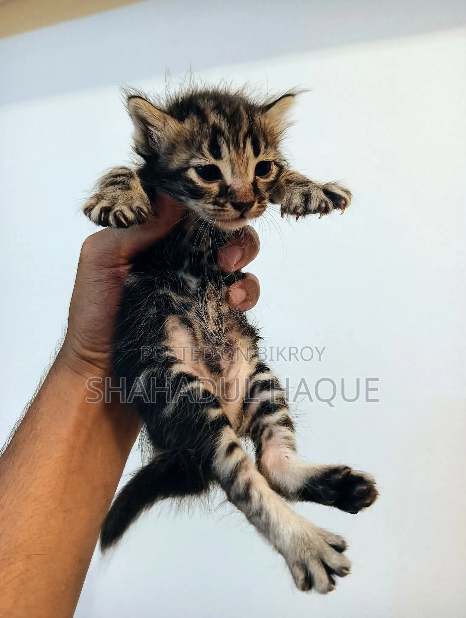 1-3 months Male Purebred Bengal
