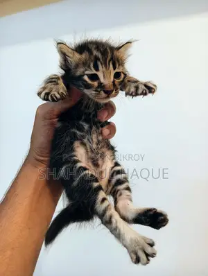 1-3 months Male Purebred Bengal