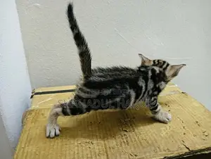 1-3 months Male Purebred Bengal