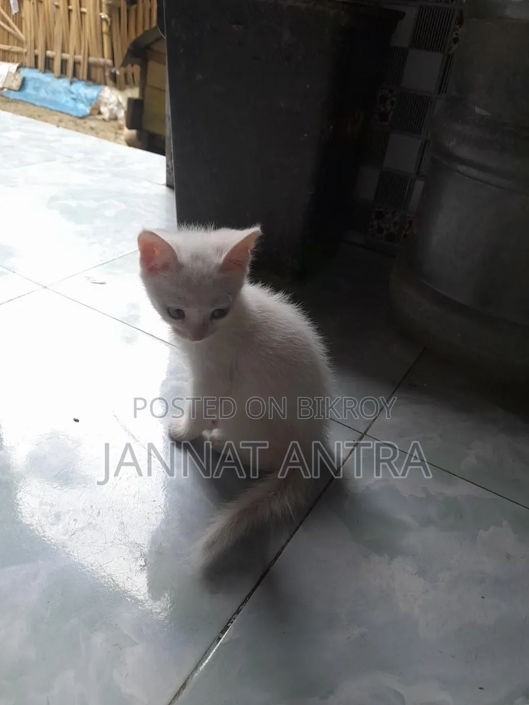 1-3 months Female Mixed Breed Cat