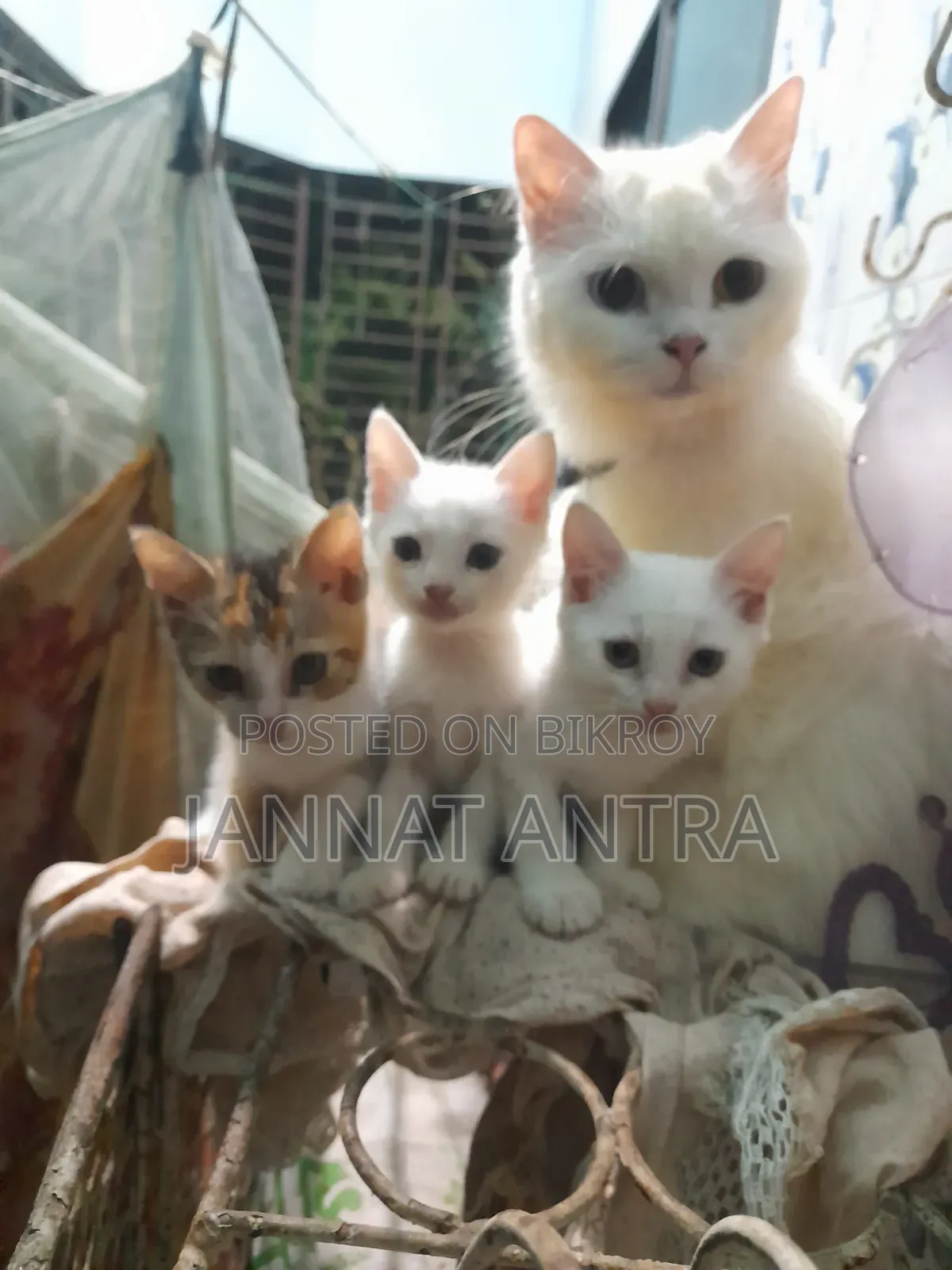 1-3 months Female Mixed Breed Cat