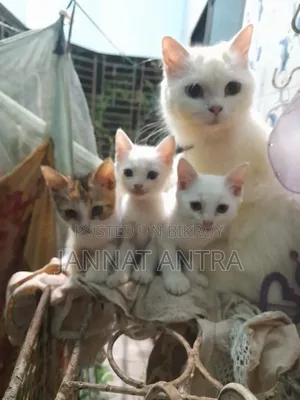 1-3 months Female Mixed Breed Cat