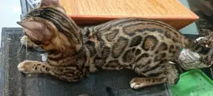1-3 months Male Purebred Bengal