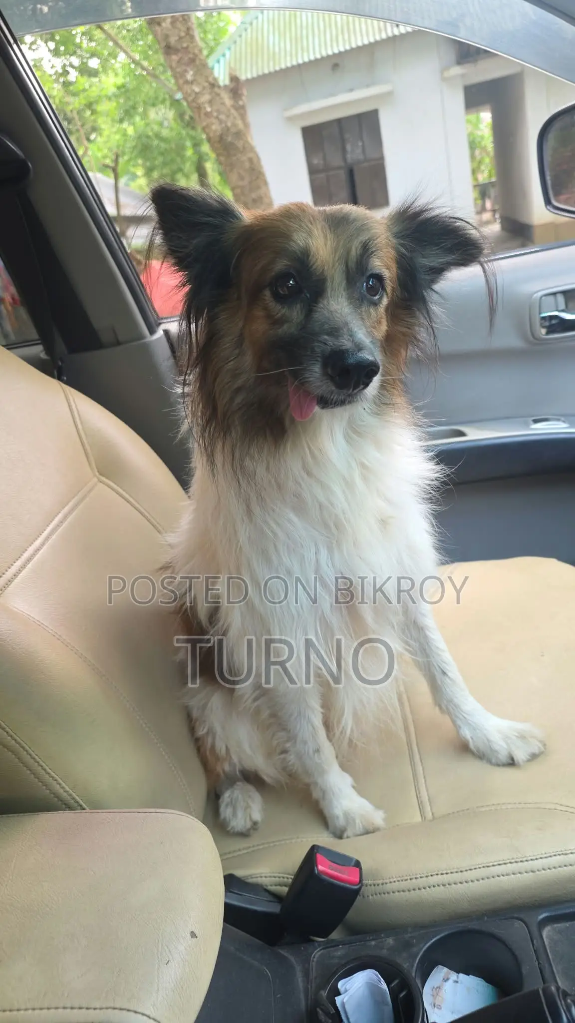 1+ year Male Mixed Breed Siberian Husky