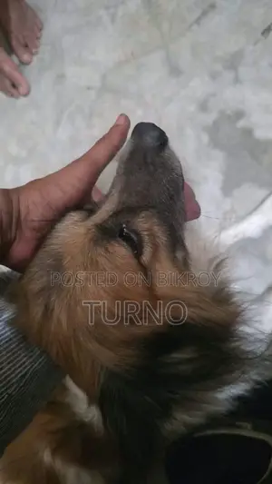 1+ year Male Mixed Breed Siberian Husky