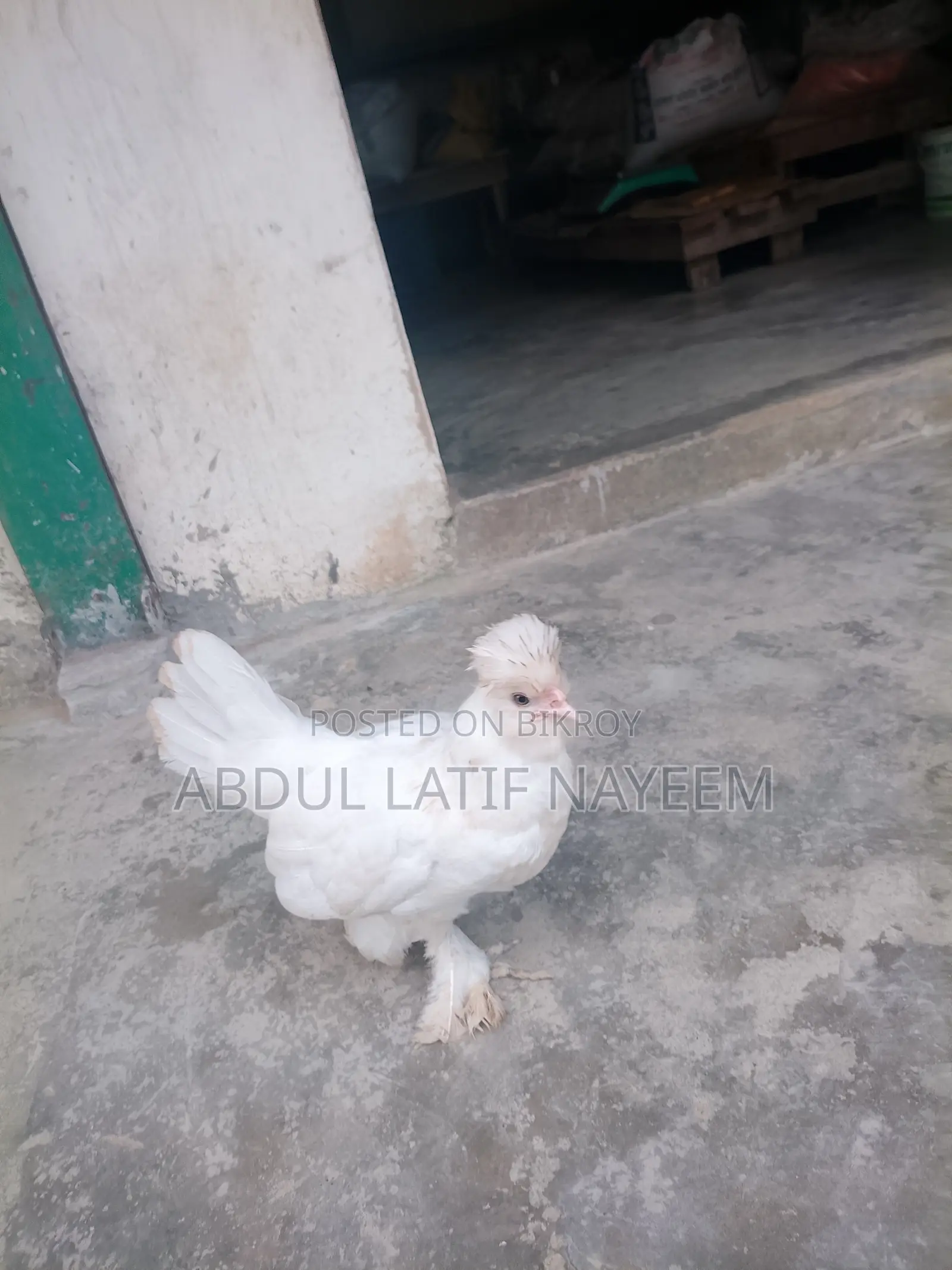 বিদেশী মুরুগ নাম সুলতান