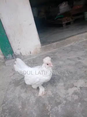 বিদেশী মুরুগ নাম সুলতান