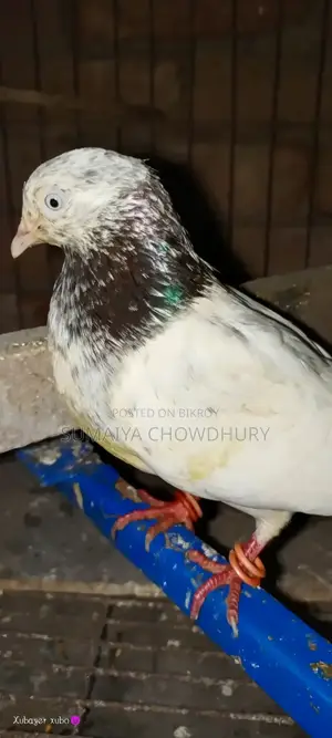 High Flyer Female Pigeon