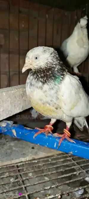 High Flyer Female Pigeon