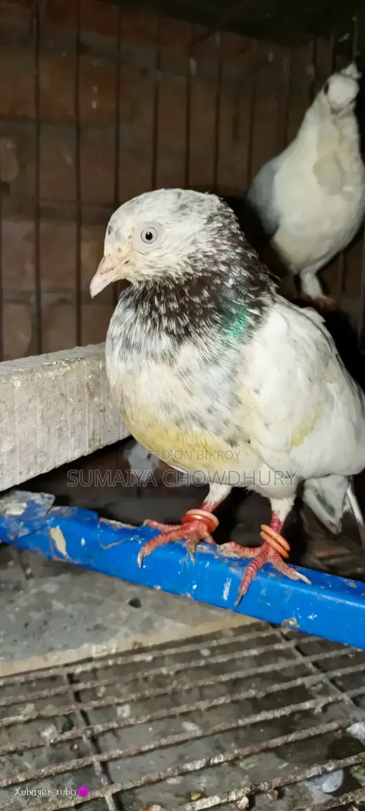 High Flyer Female Pigeon