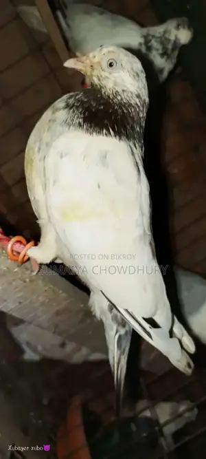 High Flyer Female Pigeon