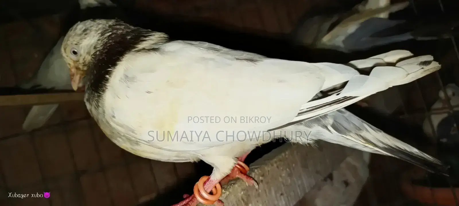 High Flyer Female Pigeon