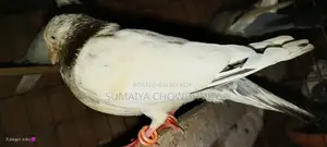 High Flyer Female Pigeon