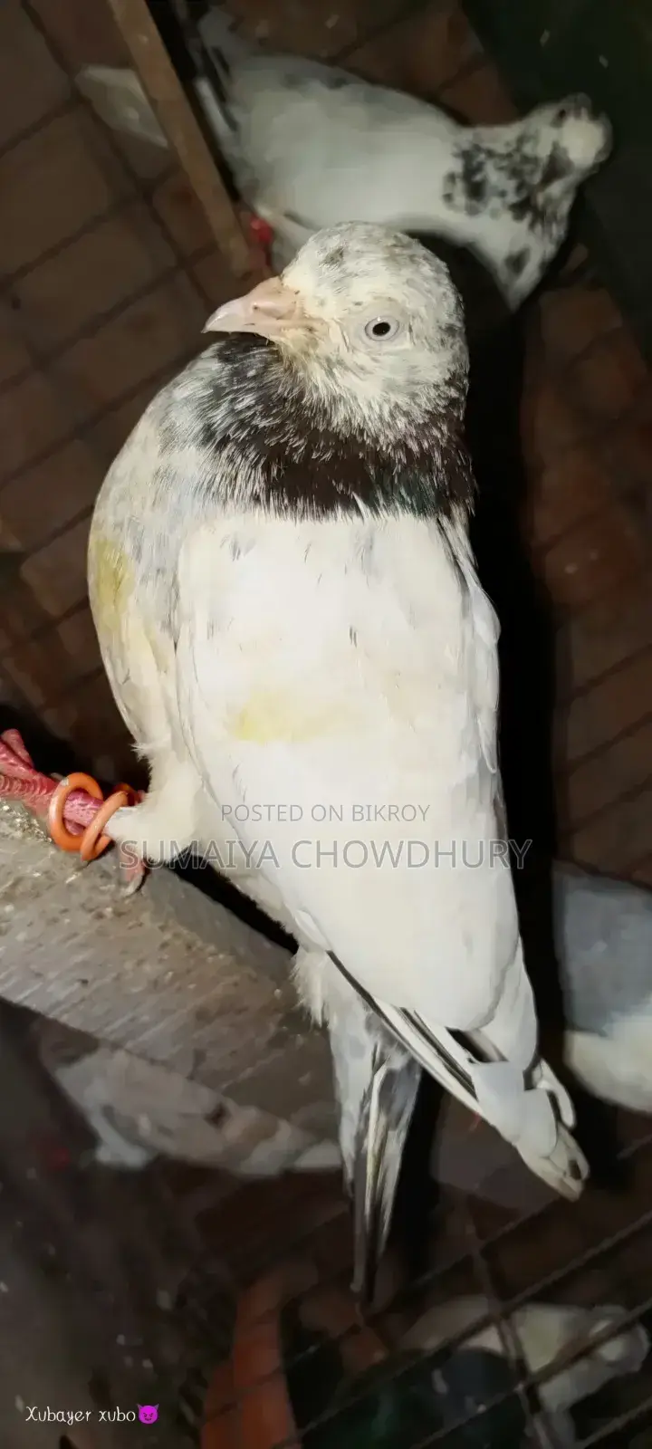 High Flyer Female Pigeon