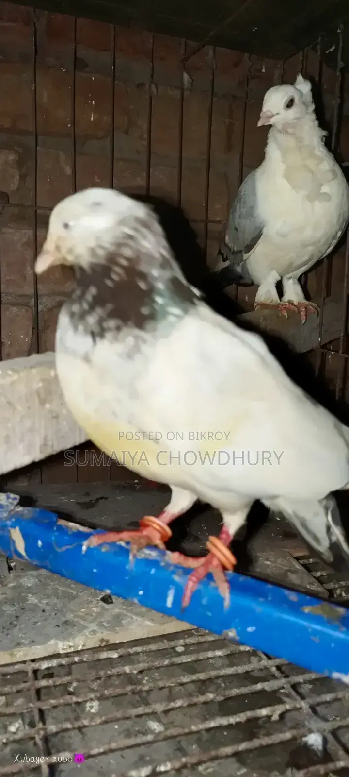 High Flyer Female Pigeon