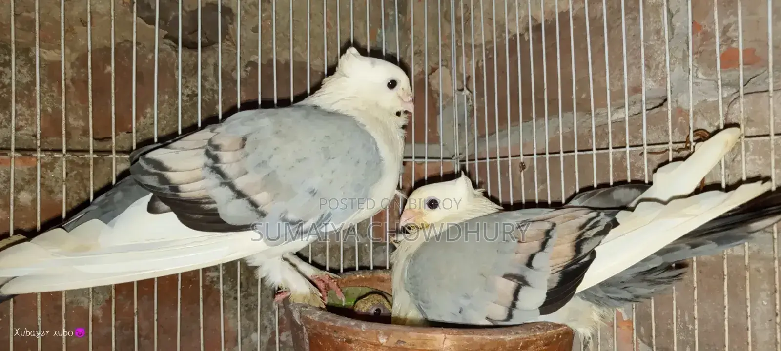 High Flyer Female Pigeon