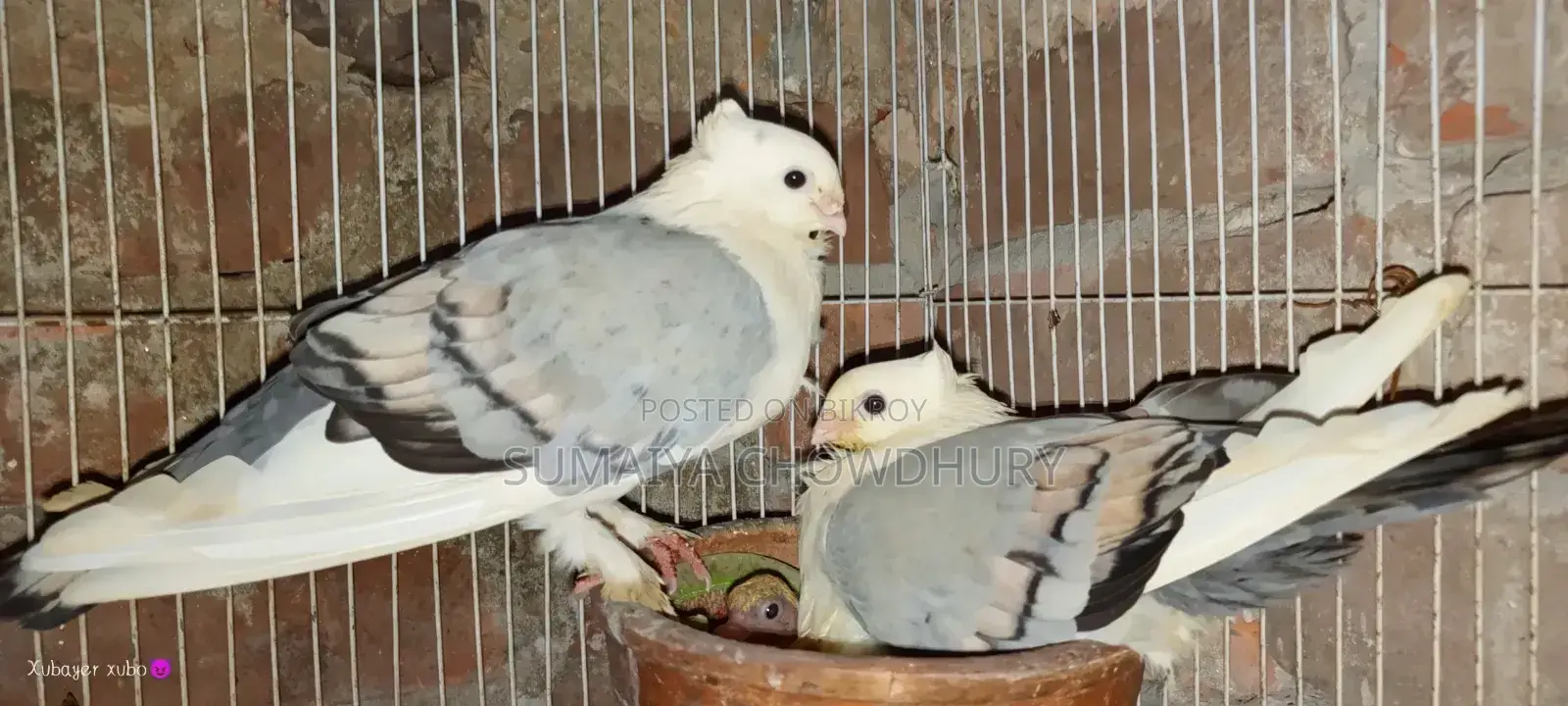 High Flyer Female Pigeon
