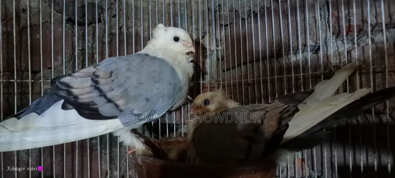High Flyer Female Pigeon