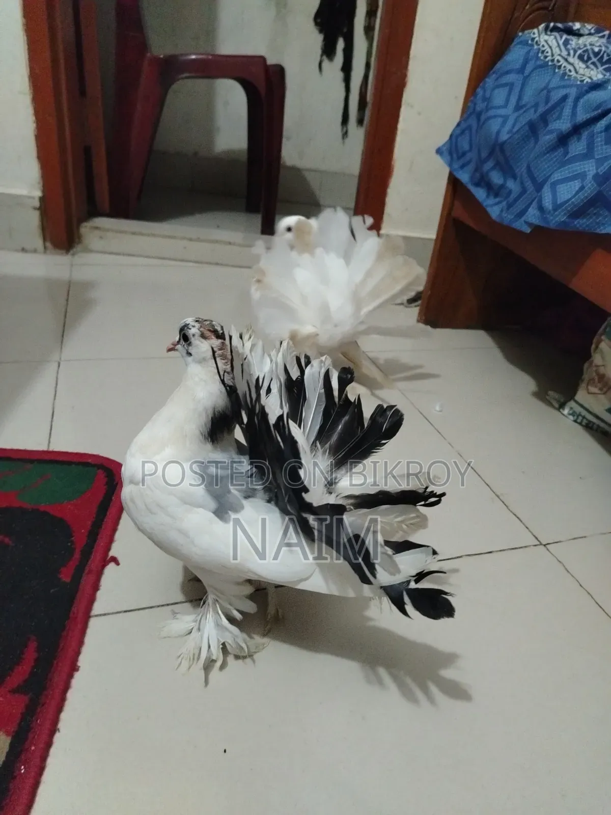 Lokkha & Jhorna Satin Pigeons