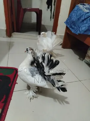 Lokkha & Jhorna Satin Pigeons
