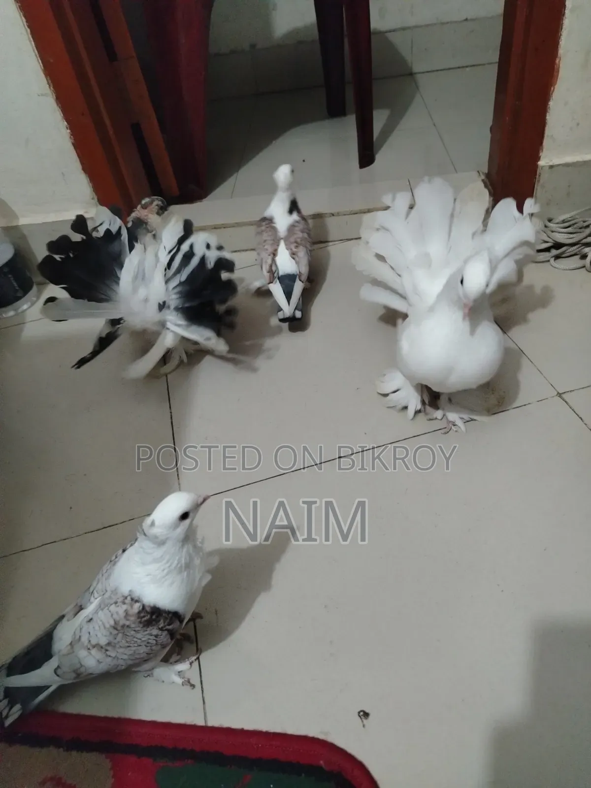 Lokkha & Jhorna Satin Pigeons