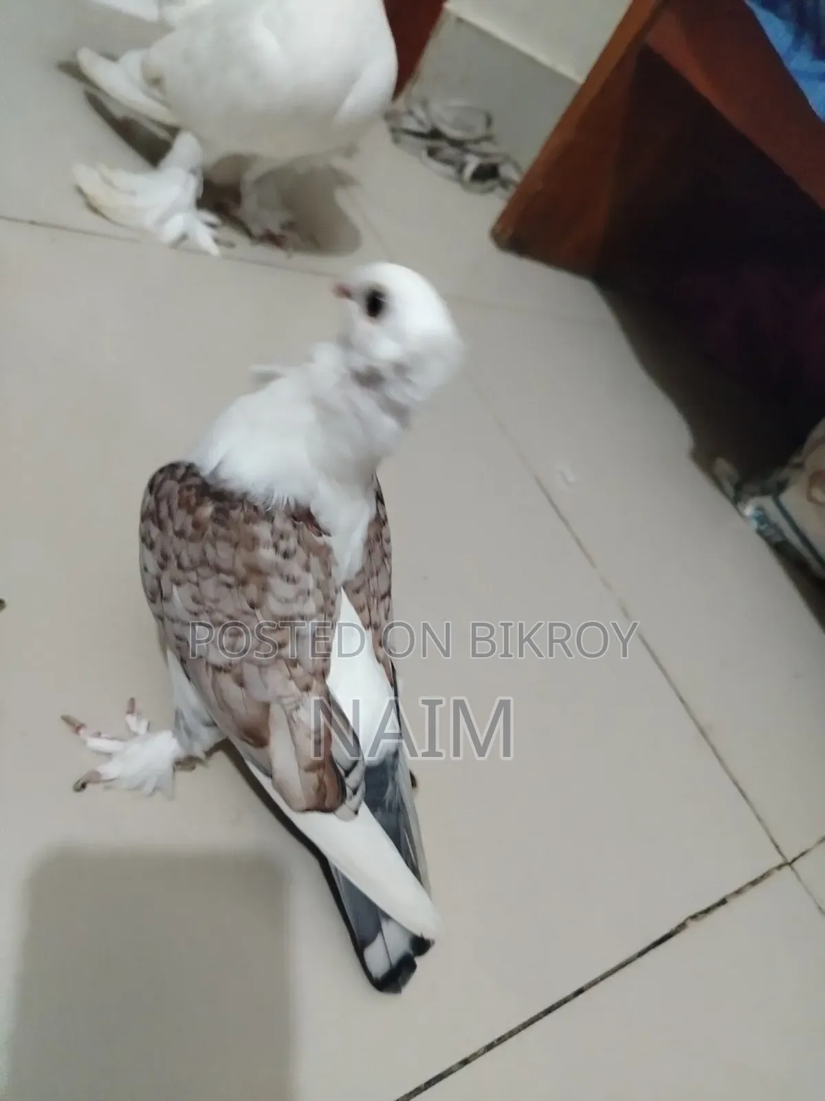Lokkha & Jhorna Satin Pigeons
