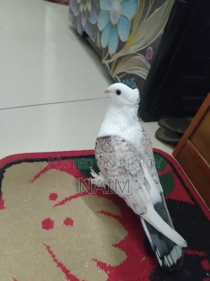 Lokkha & Jhorna Satin Pigeons