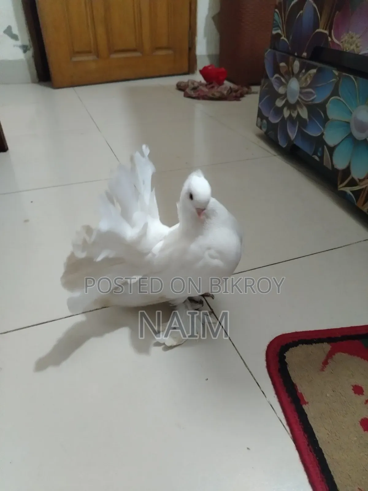 Lokkha & Jhorna Satin Pigeons