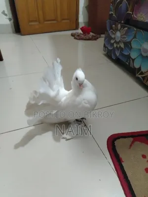 Lokkha & Jhorna Satin Pigeons