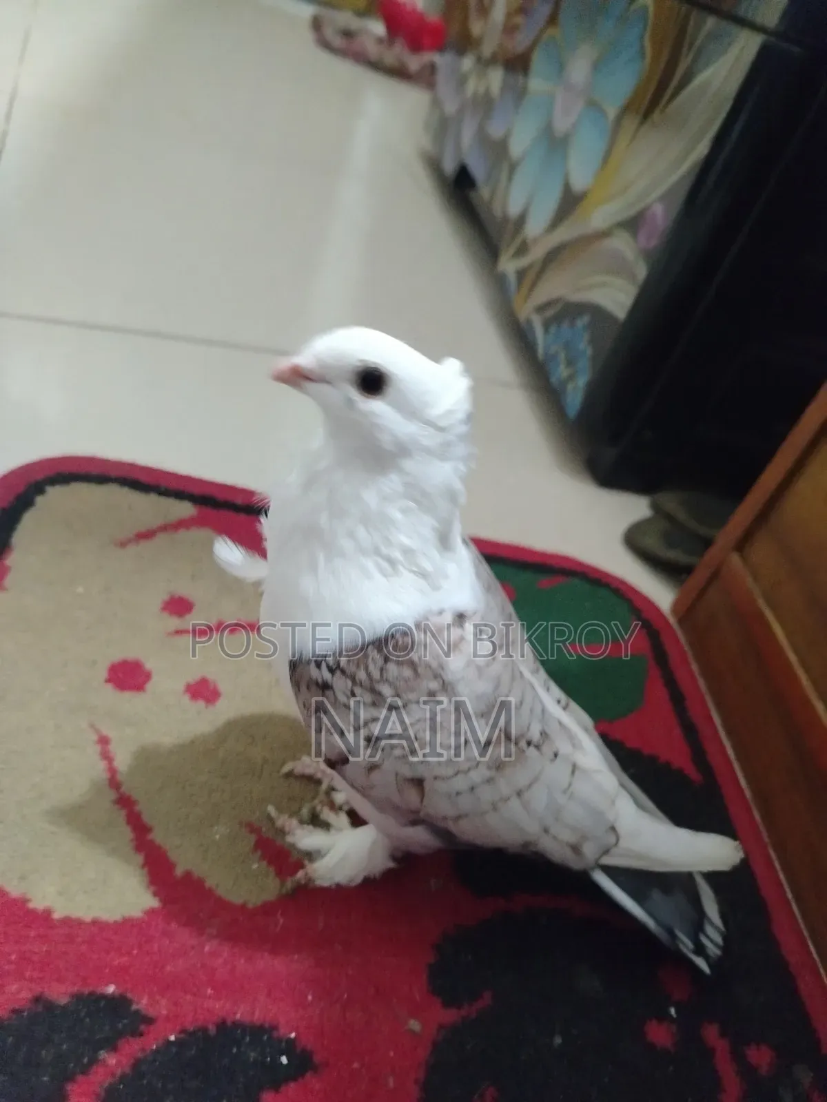 Lokkha & Jhorna Satin Pigeons