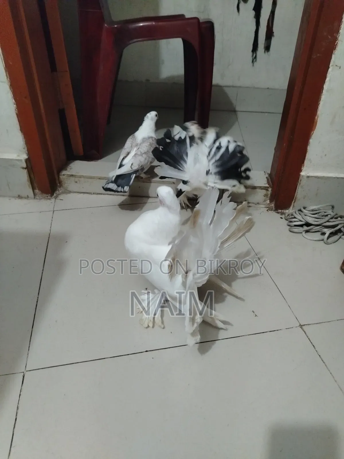 Lokkha & Jhorna Satin Pigeons