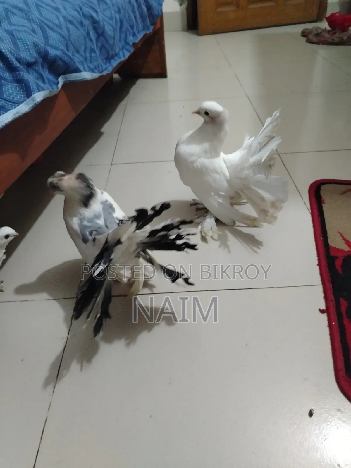 Lokkha & Jhorna Satin Pigeons