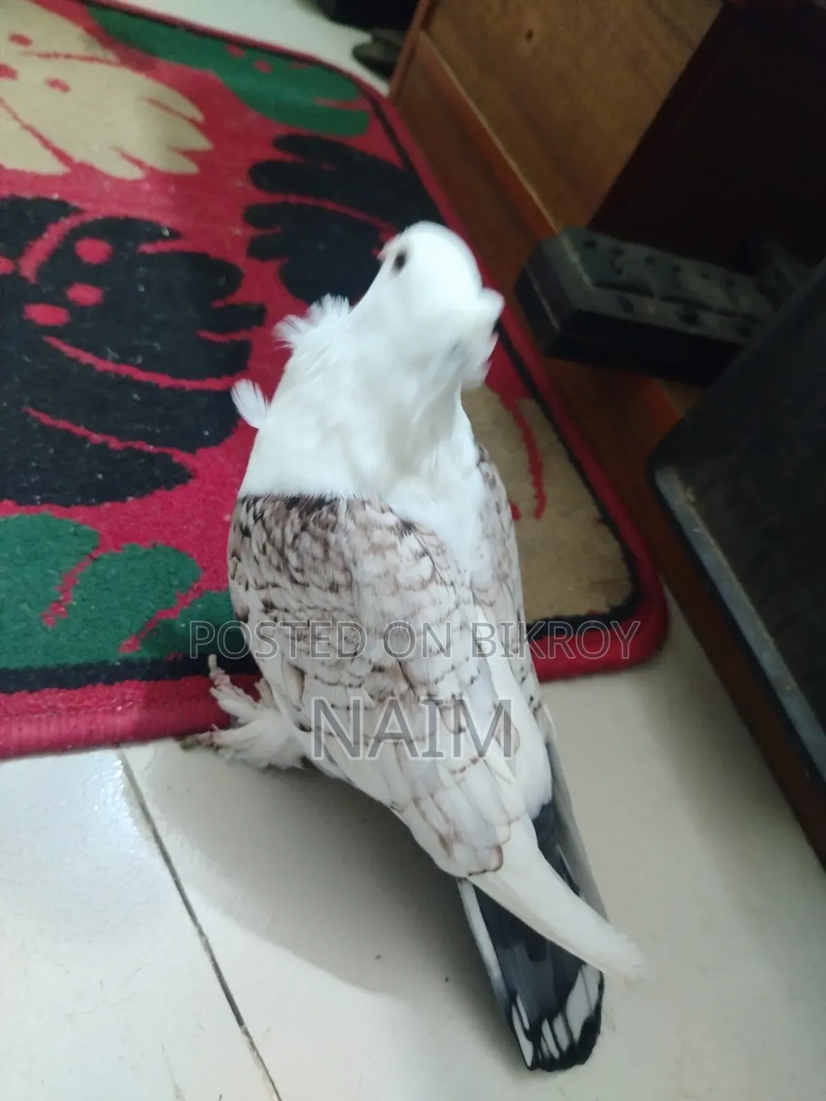 Lokkha & Jhorna Satin Pigeons